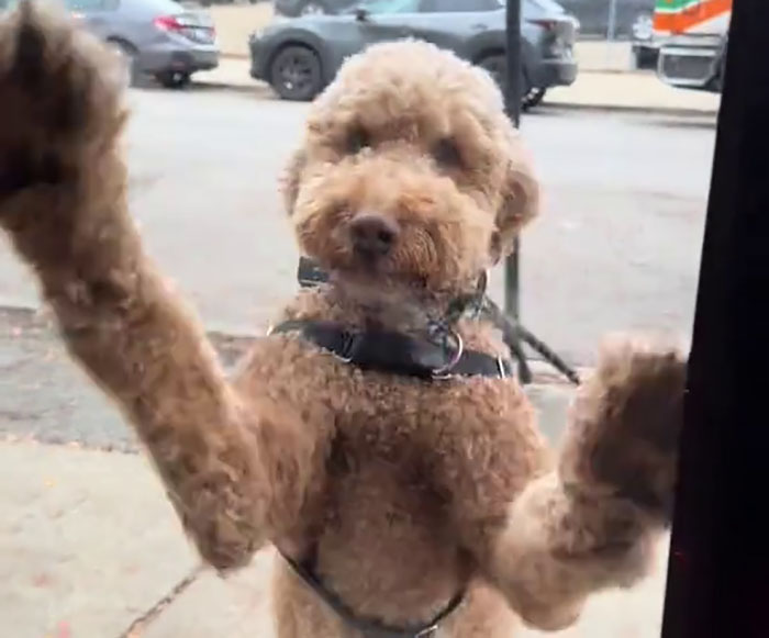 Pizzeria In Chicago Opens Doggie Treat Window, Goes Viral Due To The Most Wholesome Interactions