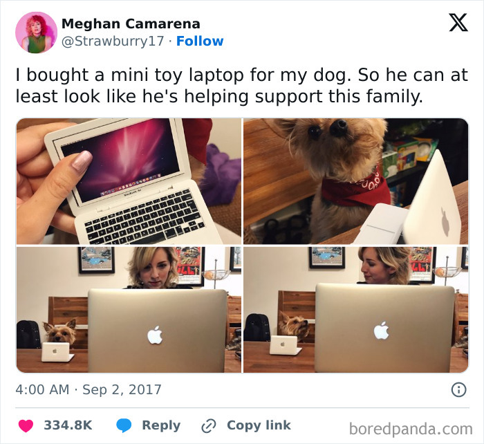 A spoiled pet dog with a mini laptop next to a woman using a real laptop at a desk.