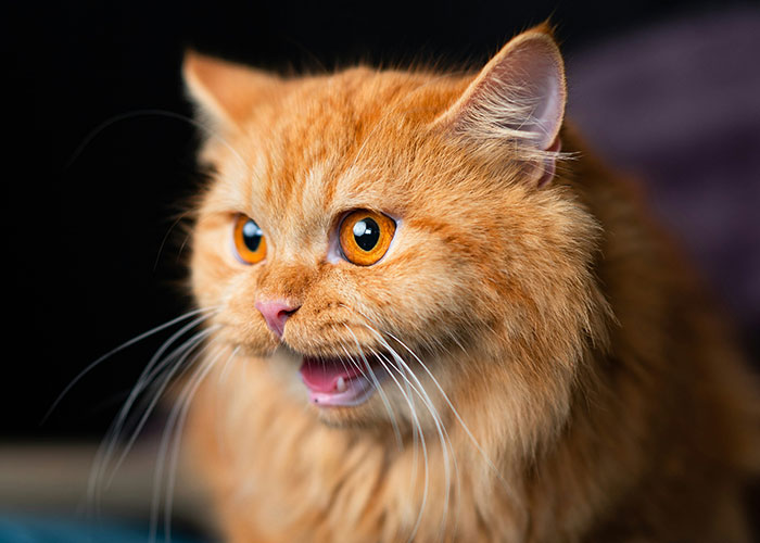 Ginger cat with wide eyes and open mouth, possibly surprised, highlighting a moment from wild 911 dispatcher memories.