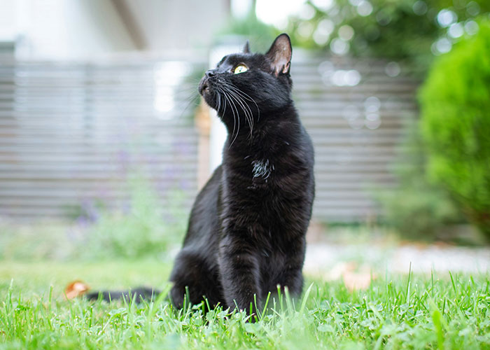 A black cat sits alert in a grassy yard, looking upward.