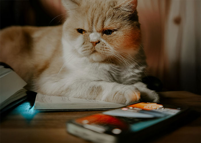 Cat looking at a smartphone, symbolizing unusual 911 calls leaving a mark on dispatcher memories.