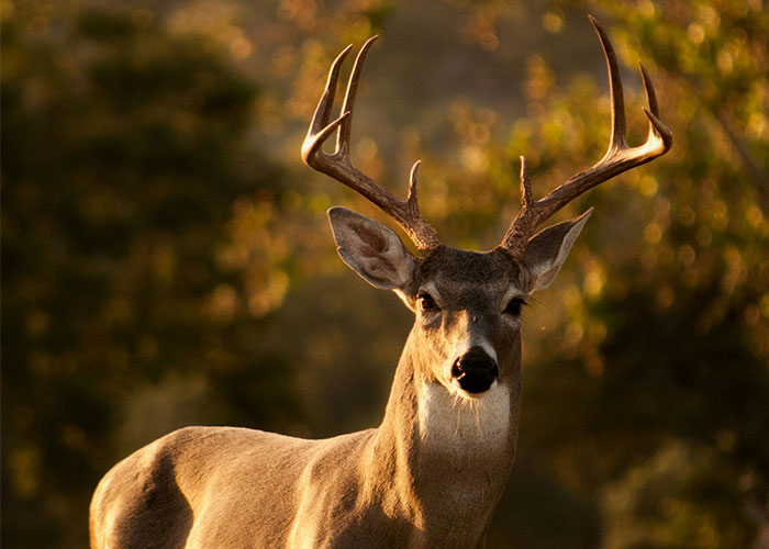 Deer in a forest captured during golden hour, representing wild elements often mentioned in dispatcher memories.