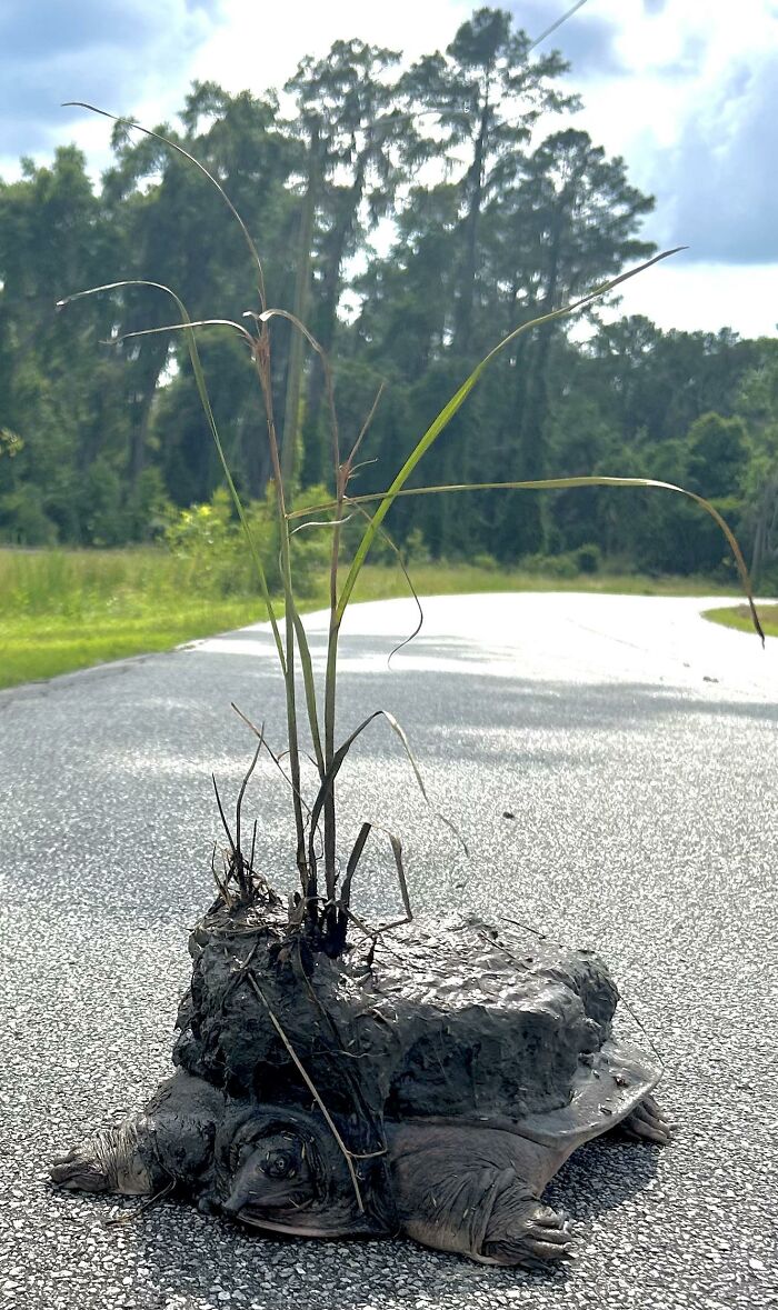 I Encountered This Derpturtle Last Summer And Helped It Cross The Road. I Couldn’t Believe My Eyes