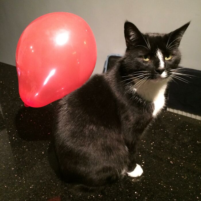 Black and white cat with a red balloon on its back, showcasing funny stuff on cats.