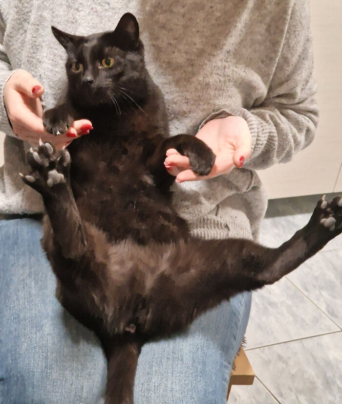 My GF's Cat Likes To Sit Spread Eagle Style When In Someone's Lap