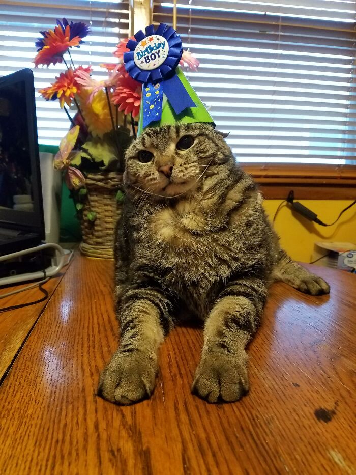 Cat wearing a birthday hat sitting on a wooden table with flowers in the background.