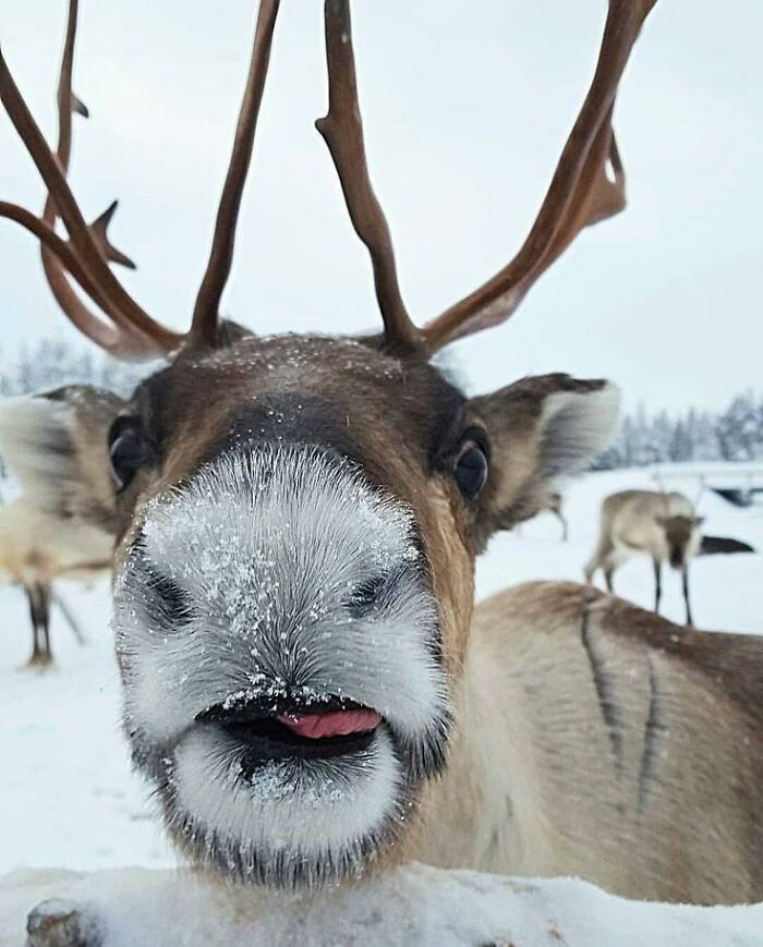 Reindeer Derp