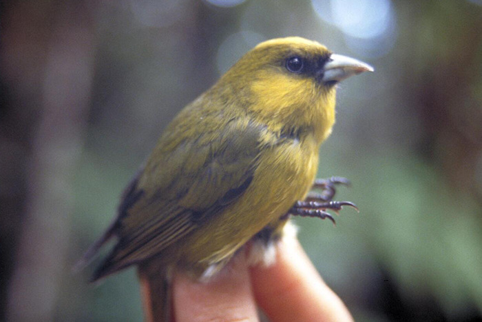 Photograph of Hawaiian honeycreeper perched on a hand.