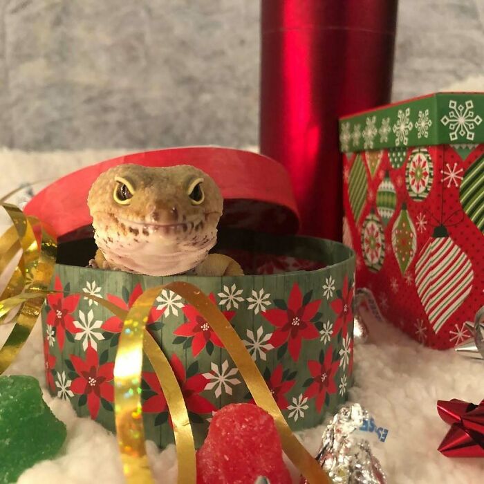 Cute Christmas animal, a lizard popping out of a festive gift box with ribbons and holiday decorations.