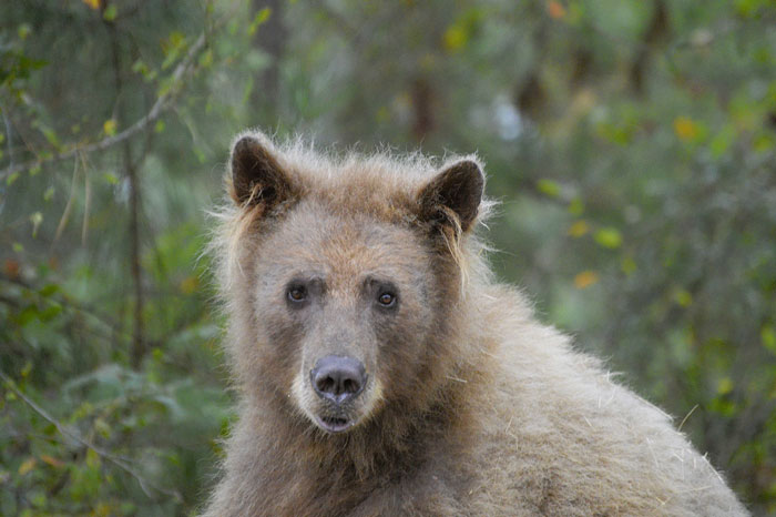 Eve The “Bare Bear” Makes Stunning Transformation Seven Years After Being Found In Dumpster