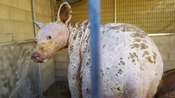 Eve The “Bare Bear” Makes Stunning Transformation Seven Years After Being Found In Dumpster