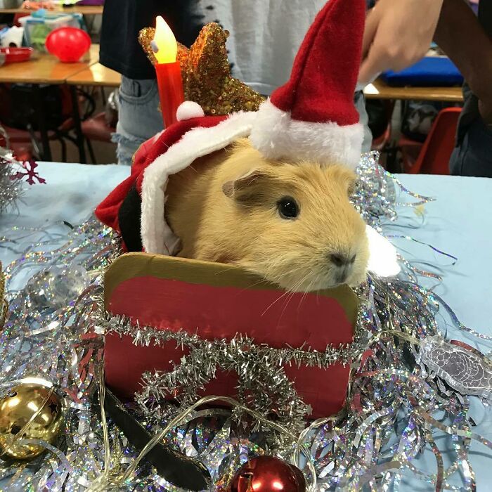 Cute guinea pig wearing a Santa hat, surrounded by Christmas decorations and tinsel, embodying cute funny Christmas animals.