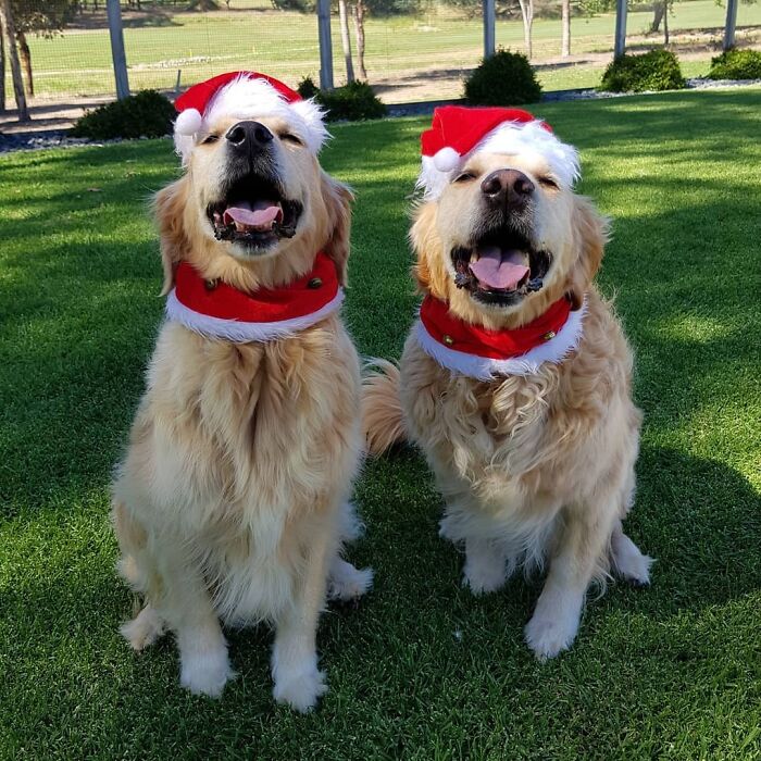 Two golden retrievers in Santa hats sitting on grass, embodying cute funny Christmas animals.