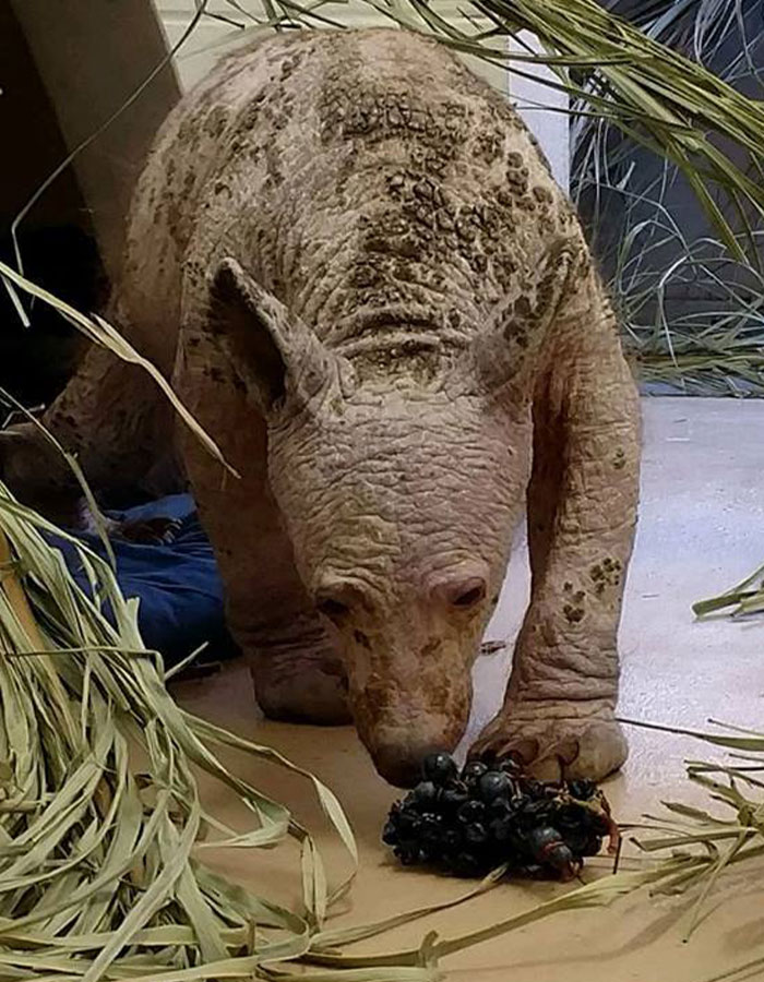 Eve The “Bare Bear” Makes Stunning Transformation Seven Years After Being Found In Dumpster