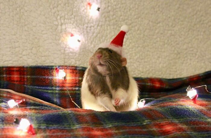 Cute Christmas rat with Santa hat on plaid blanket surrounded by twinkling lights.