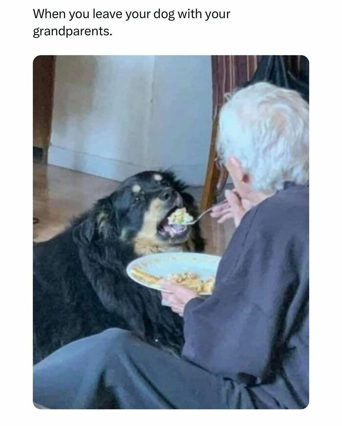 Elderly person feeding a fluffy dog with a fork, showcasing funny pet meme humor.