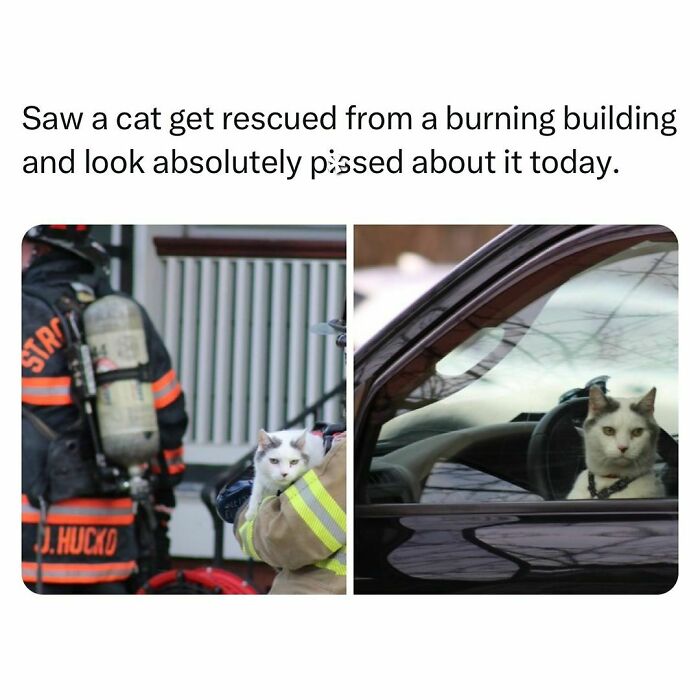 Cat rescued by firefighter looks annoyed, sitting in a car. Funny pet memes capture its grumpy expression.