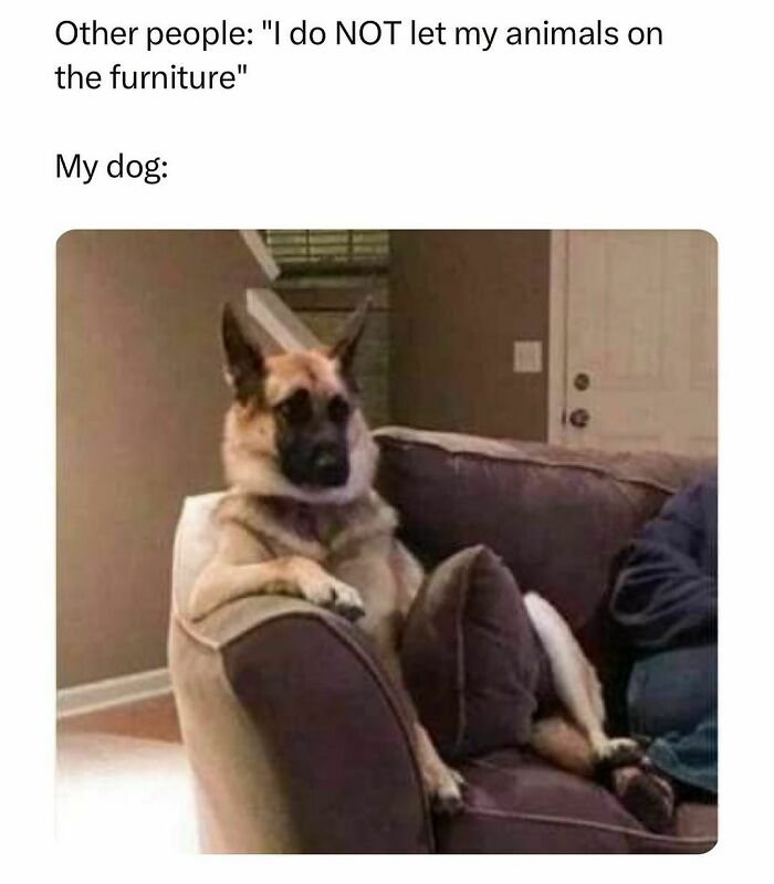 Dog lounging on a couch with a humorous caption about pets on furniture, creating a funny pet meme.