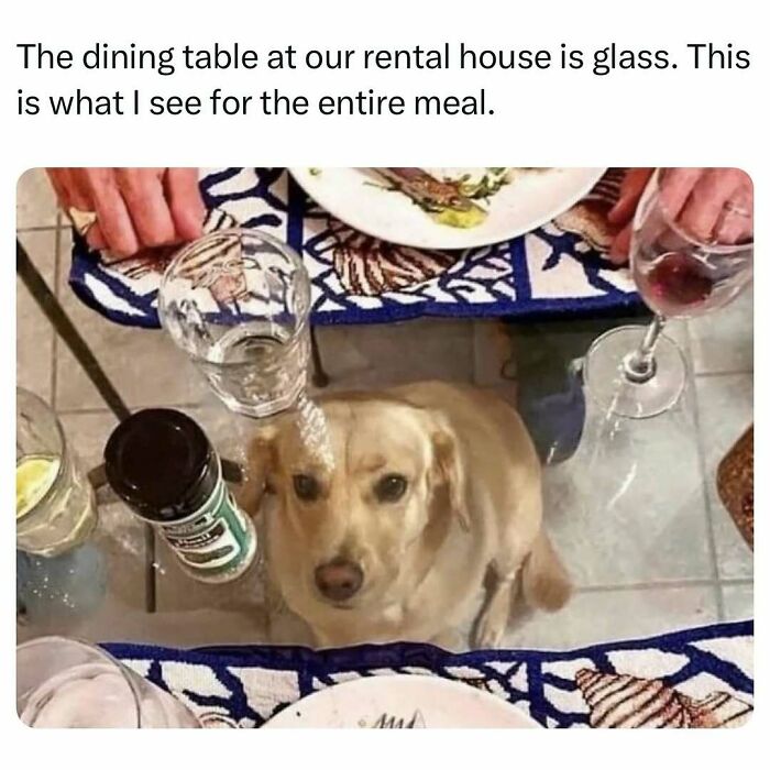 Cute dog looking up through a glass dining table, creating a funny pet meme.