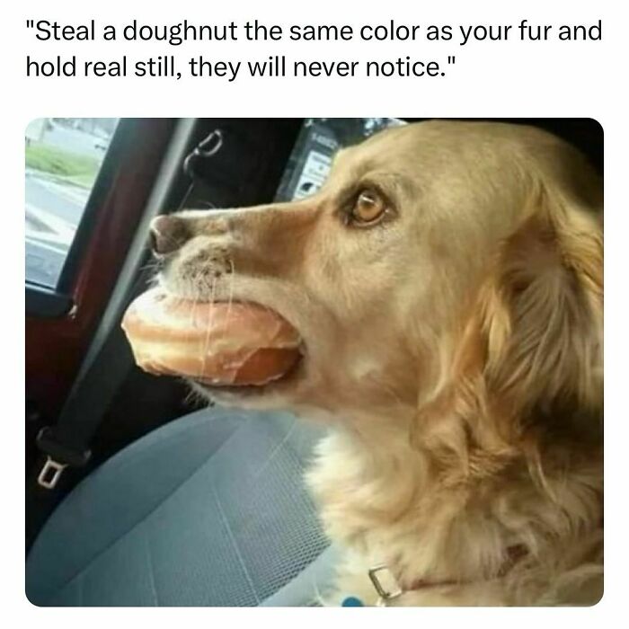 Funny pet meme: dog with a doughnut in its mouth, matching fur color, attempting to blend in humorously.