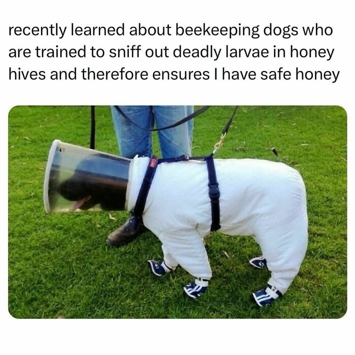 Dog in a beekeeping suit with protective mask, enhancing funny pet memes appeal.