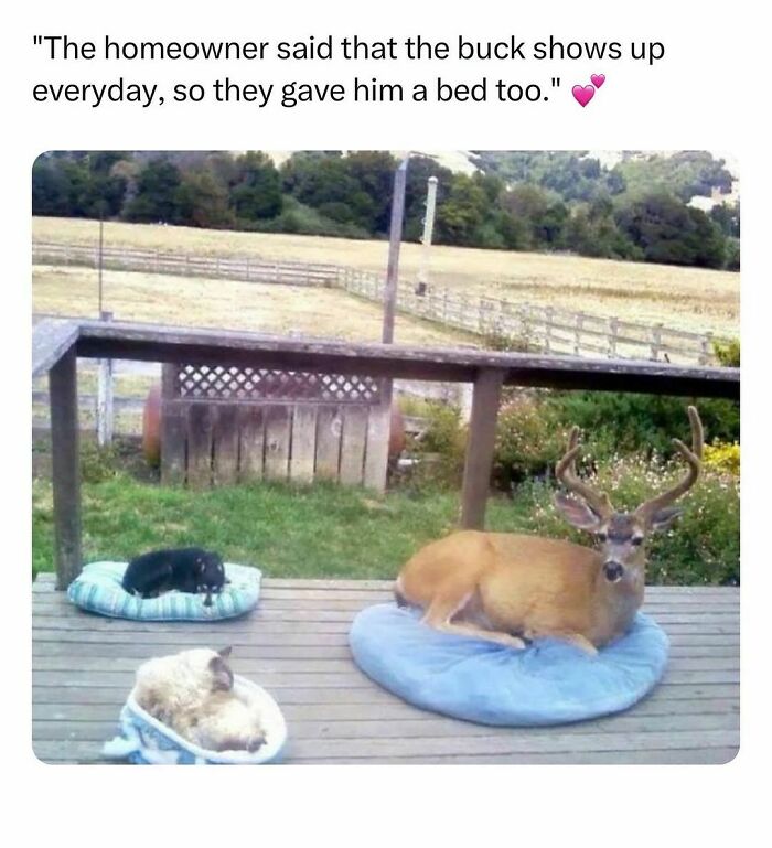 Deer resting on a porch bed alongside a dog and a cat, showcasing wholesome kindness.