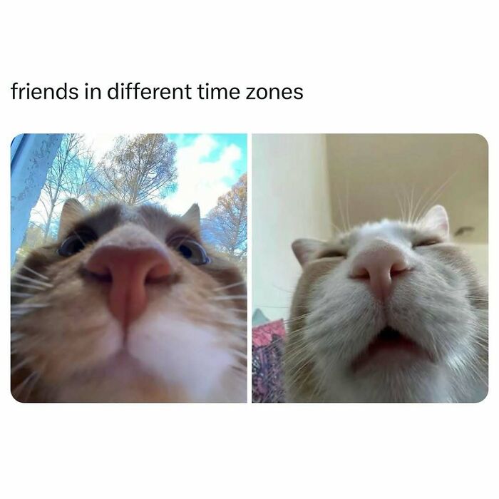 Close-up of two cats' noses, capturing comedic expressions. Funny pet memes.