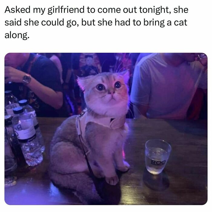 Cat sitting on a bar counter next to a glass, capturing a funny pet meme moment.