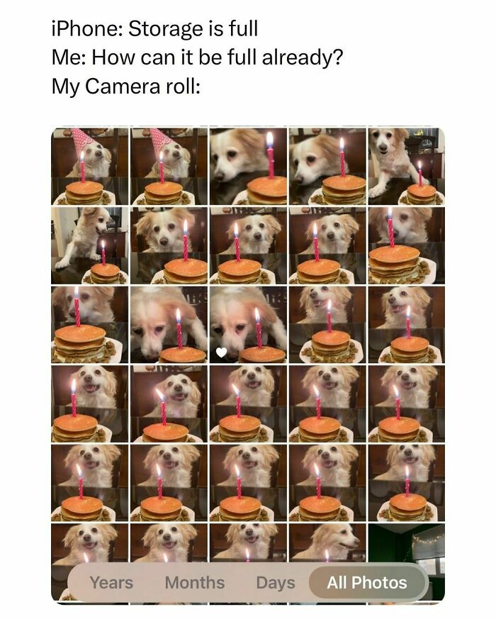 Dog staring at a pancake stack with a candle, showcasing funny pet memes and full camera roll humor.