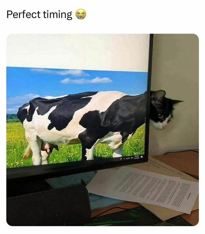 A cat peeks behind a monitor displaying a cow, creating a funny pet meme illusion.