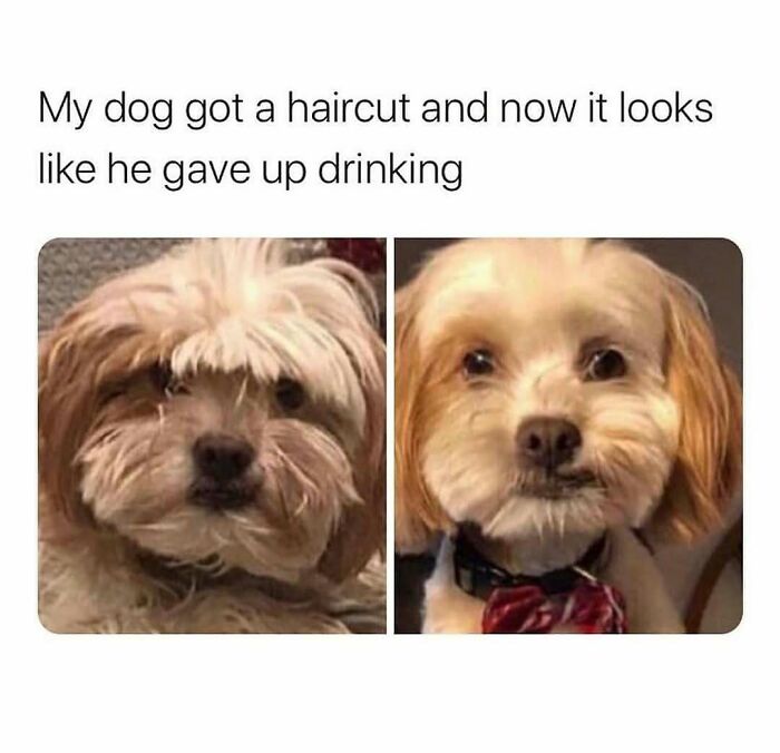 Dog haircut transformation with funny pet meme text.