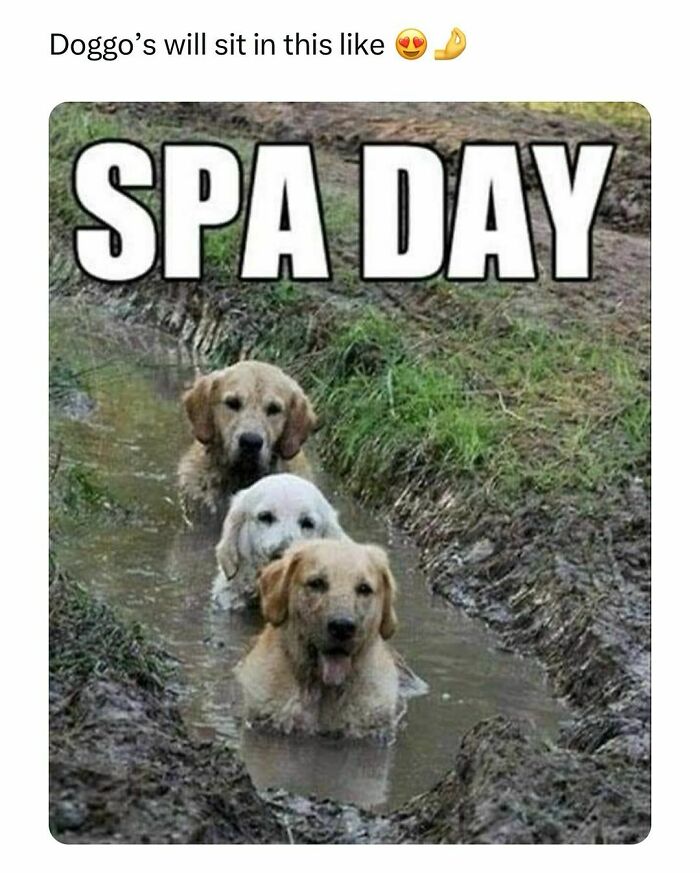 Three dogs sitting in a muddy trench with text "Spa Day," showcasing a funny pet meme.