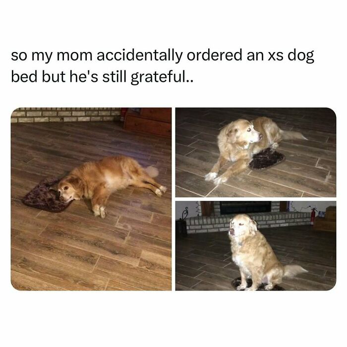 Golden retriever hilariously making do with a tiny dog bed, epitomizing funny pet memes with gratitude and humor.