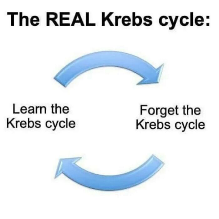 Science meme showing a cycle: "Learn the Krebs cycle" and "Forget the Krebs cycle" with arrows in a loop.