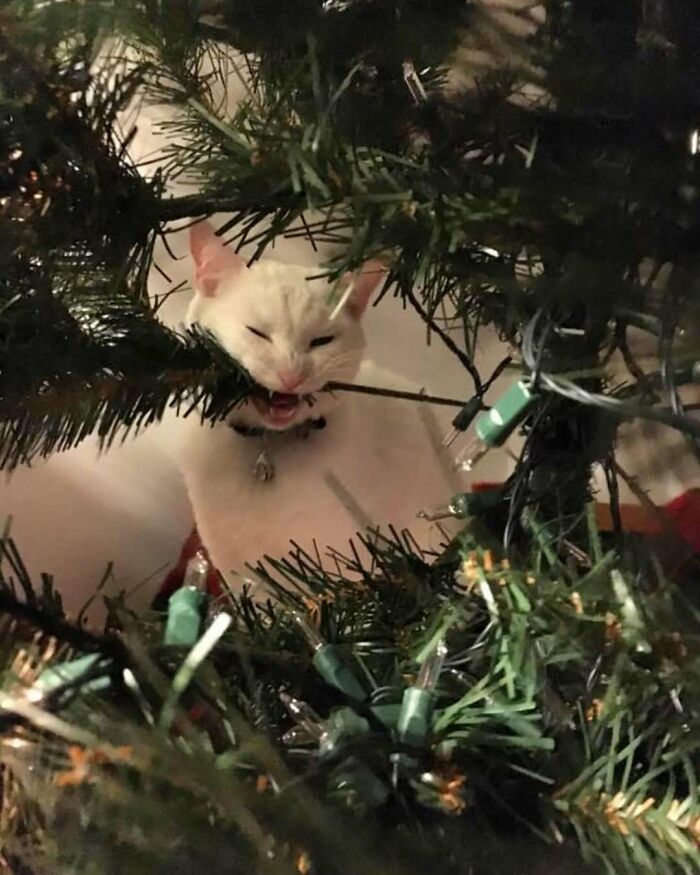 Cute Christmas animal: white cat playfully chewing on a branch of a decorated Christmas tree.