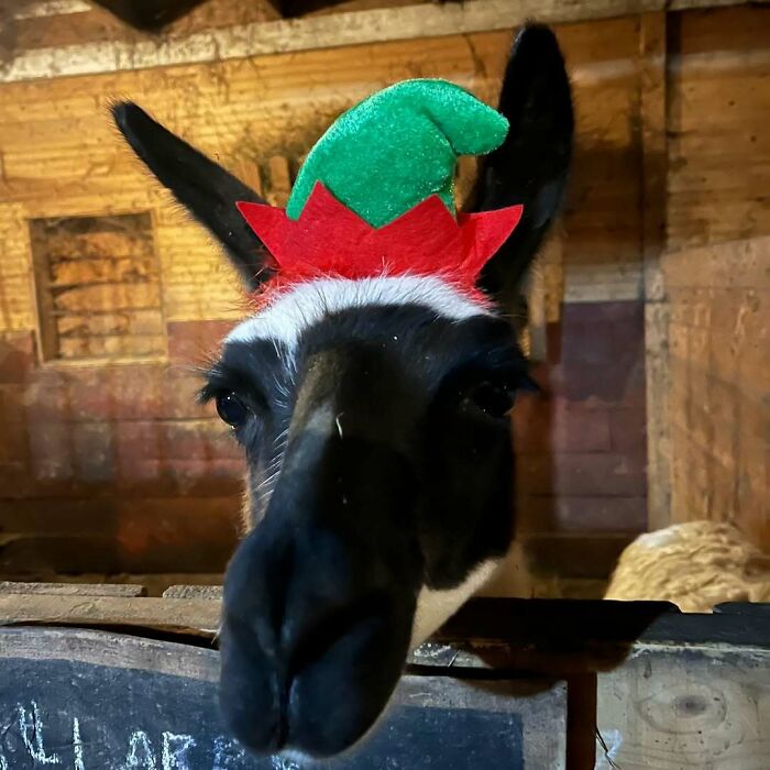 Cute llama wearing a festive elf hat, embodying the spirit of funny Christmas animals in a rustic barn setting.