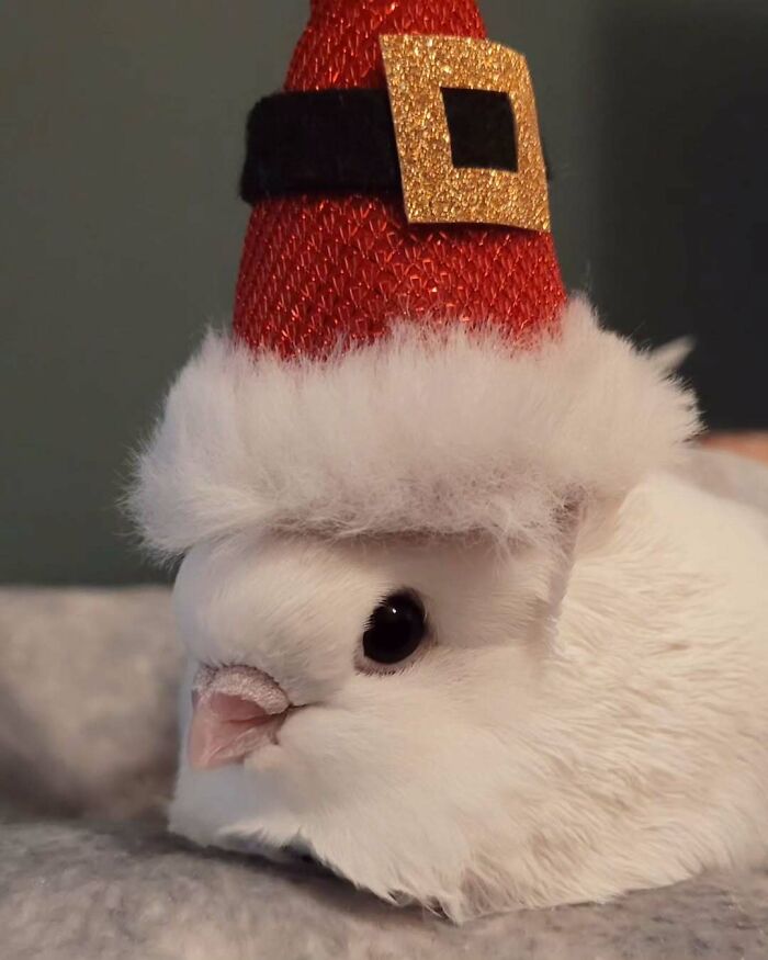 Cute bird wearing a tiny Santa hat, embodying festive Christmas spirit in a funny, adorable way.