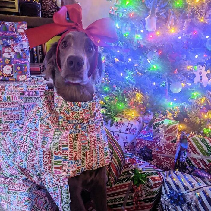 Cute funny Christmas dog wrapped in festive paper with a large red bow, sitting by a lit Christmas tree and gifts.