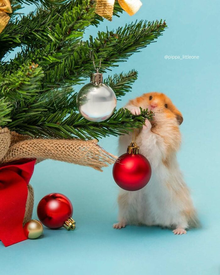 Cute hamster standing next to a decorated Christmas tree with ornaments on a blue background.