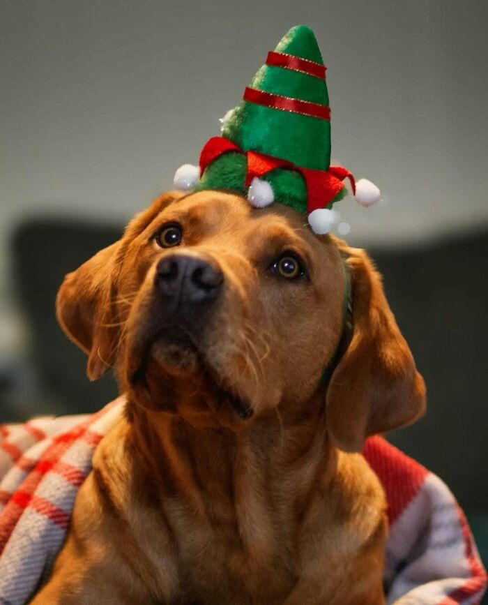 Cute dog wearing an elf hat, wrapped in a cozy blanket, embodying the spirit of funny Christmas animals.