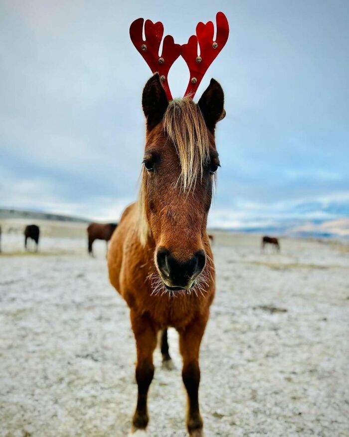 Cute funny Christmas horse with antler headband standing in snowy field.