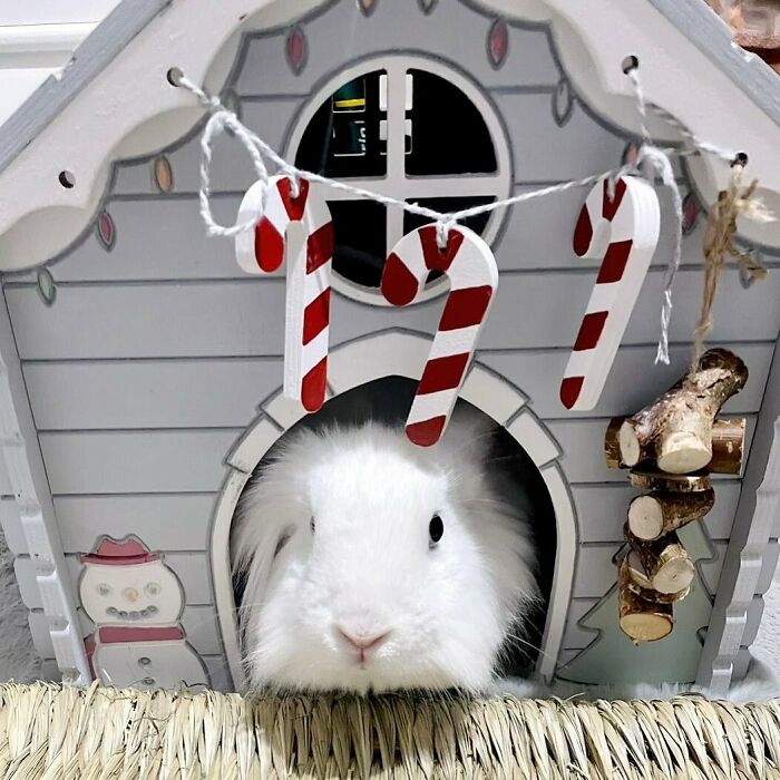 Cute Christmas animal, a fluffy white rabbit peeks from a festive house adorned with candy canes and logs.