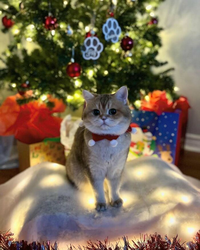 Cute cat in a red bow tie sitting by a decorated Christmas tree, surrounded by lights and presents.