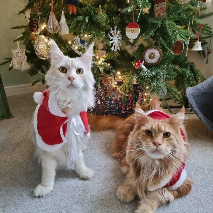 Cats in Santa outfits by a decorated Christmas tree, embodying cute funny Christmas animals.