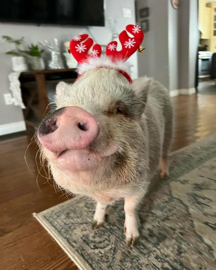 Cute pig wearing festive Christmas antlers, standing on a rug in a cozy room.