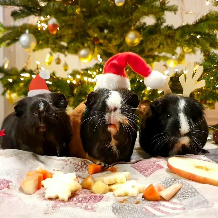 Cute guinea pigs in festive hats under a Christmas tree with lights, embodying cute funny Christmas animals.