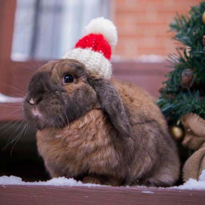 Cute bunny wearing a Santa hat next to a decorated Christmas tree.