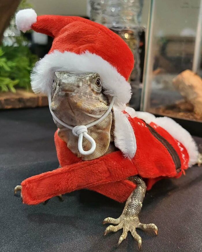 Cute lizard in a Santa costume, embodying a funny Christmas animal theme.