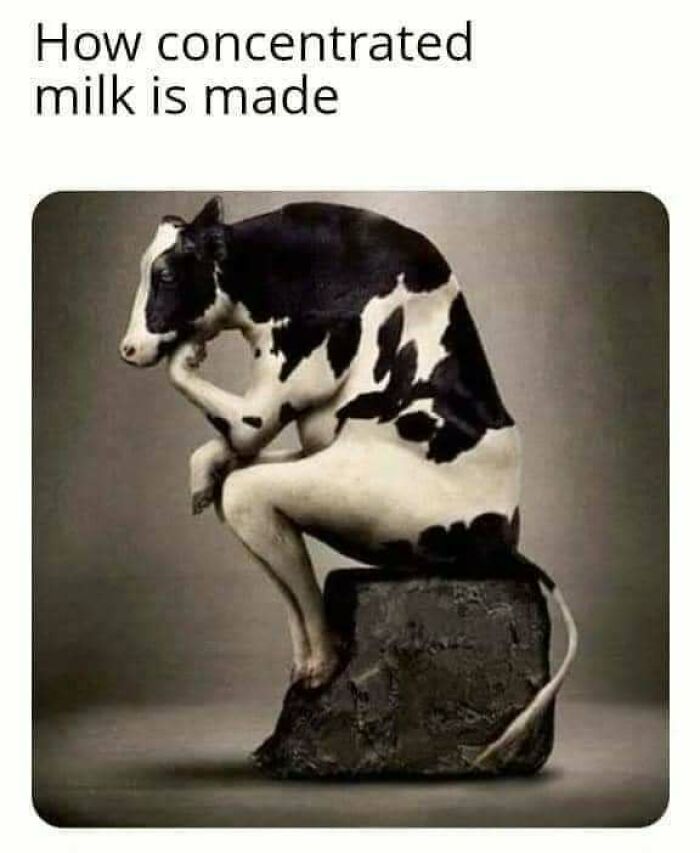 Cow depicted as "The Thinker," humorously illustrating concentrated milk concept for relatable memes content.