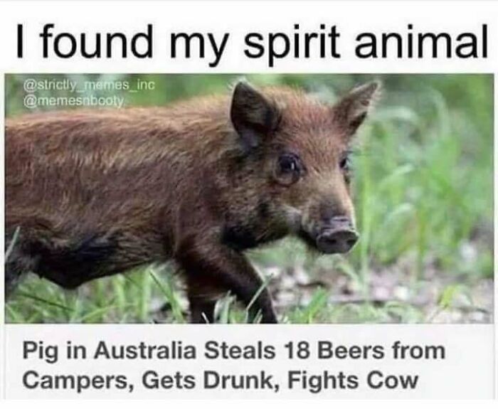 Wild pig with text overlay: "Pig in Australia steals beers, gets drunk, fights cow" – Funny and relatable meme.